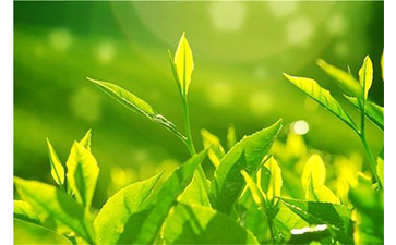 茶叶91香蕉视频黄片下载溯源系统具有哪些优势价值?